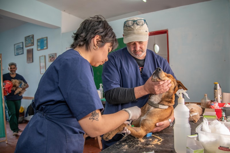 Advances in Arthroscopic-Assisted Repair of Canine ACL Rupture