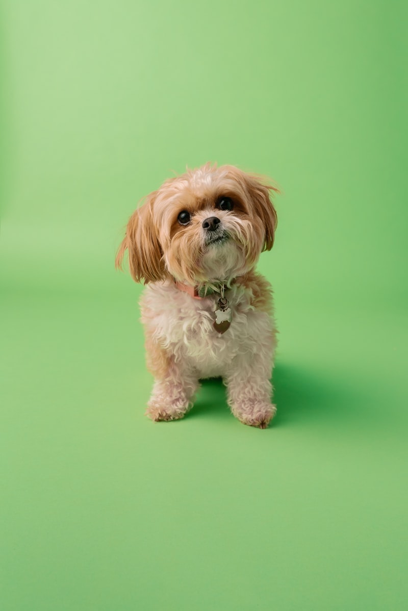 V-CLAMP Application Review in Canine Splenectomy